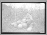 [Boy with Pumpkins]