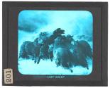 Lost Sheep