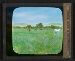 The Blue Grass Shore
