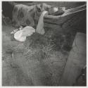 Child Asleep in Hammock