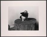 Doug and Toad - Kitten on Stump