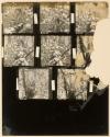[Joan Martin in Tree at Umpawaug, Connecticut, contact sheet]