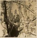 [Joan Martin in a tree at Umpawaug, CT]