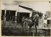 [Horse and Colt in front of Barn]