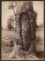 [Carved tree]
