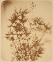 [Flower study]