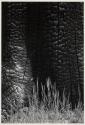 Grass and Burned Stump, Sierra Nevada, California