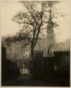 A Tree in Greyfriars Churchyard, Edinburgh