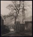 A Tree in Greyfriars