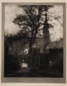 A Tree in Greyfriars Churchyard