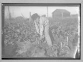 Young Boy Straining to Pull Beet