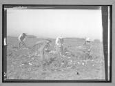 [Children picking beets, Colorado]