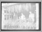 Young Boys Shipping Tobacco Kentucky