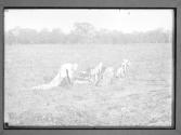 [Family picking cotton, Bells, Texas]