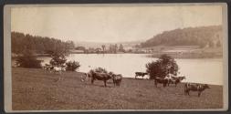 [Landscape with lake and cows]