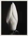 Magnolia Bud