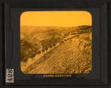 Camel Caravan