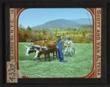[Oxen pulling plow]