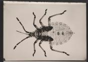 [Photomicrograph of an insect]