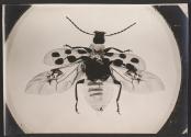 [Photomicrograph of an insect]