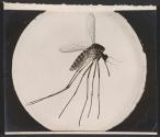 [Photomicrograph of a mosquito]