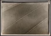 [Photomicrograph]