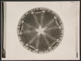 [Photomicrograph]