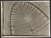 [Photomicrograph of an insect wing]
