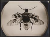 [Photomicrograph of an insect]