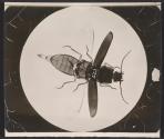 [Photomicrograph of an insect]