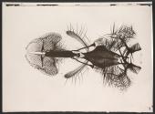 [Photomicrograph of an insect]