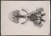[Photomicrograph of an insect]
