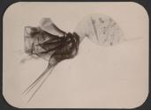 [Photomicrograph of an insect]