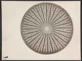 [Photomicrograph]