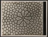 [Photomicrograph]