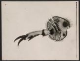 [Photomicrograph of an insect leg]