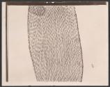 [Photomicrograph]