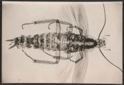 [Photomicrograph of an insect]
