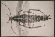 [Photomicrograph of a insect]