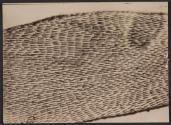 [Photomicrograph]