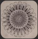 [Photomicrograph]