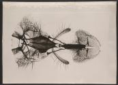 [Photomicrograph of an insect]