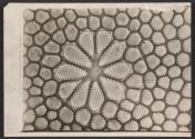 [Photomicrograph]