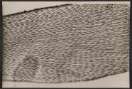 [Photomicrograph]