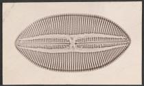 [Photomicrograph]