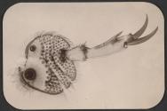 [Photomicrograph of an insect leg]