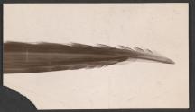 [Photomicrograph]