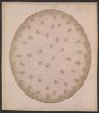 [Photomicrograph of pampas grass]