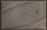 [Photomicrograph]