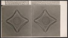 [Stereo photomicrograph]
